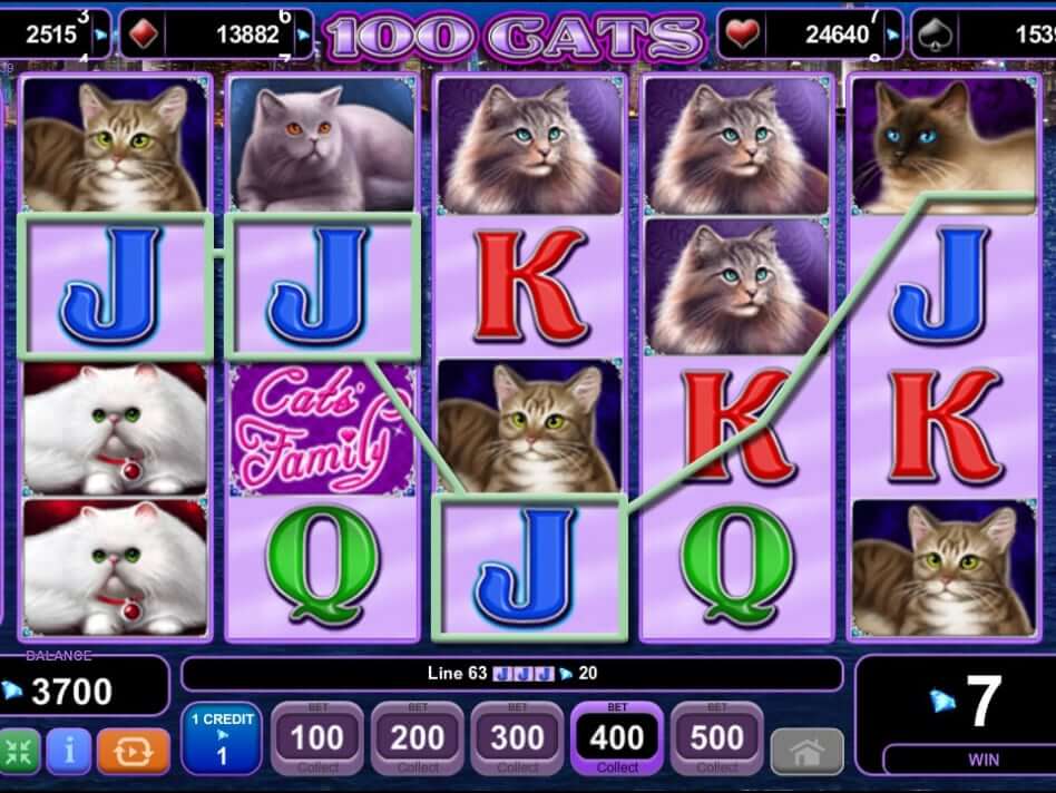 100 Katzen großer Gewinn
